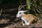 Resting goitered gazella