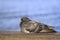 Resting gray pigeon