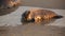 A resting Grey Seal, Halichoerus grypus, lying on the shoreline of the sea at sunrise at Horsey, Norfolk, UK.