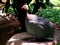 Resting Guineafowls also known as  `pet speckled hens` or `original fowl`