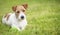 Resting happy pet dog puppy laying in the grass, web banner, summer