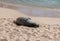 Resting Hawaiian Monk seal on the beach in Oahu