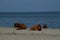 Resting herd of cows on the wild beach of Sfantu Gheorghe, Danube Delta.