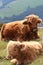 Resting Highland Cattle Calf