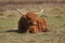 Resting Highland cow