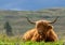 Resting Highland Cow with hills in background