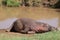 Resting hippo