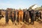 Resting horses with strong muscular backs are standing patiently during a break