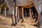 Resting horses with strong muscular legs are standing patiently during a break