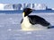 Resting on the ice Emperor penguin