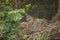 Resting Jaguar in Forest Clearing