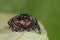 Resting jumping spider