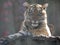 Resting jung Sumatran Tiger, Panthera tigris sumatrae