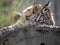 Resting jung Sumatran Tiger, Panthera tigris sumatrae