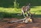 Resting kangaroos