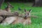 Resting Kangaroos