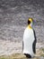 Resting King Penguin with Its Head Bent Over His Torso