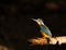 Resting Kingfisher