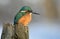 Resting kingfisher during wintertime