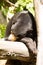 Resting, with large claws, Malayan sun bear, Helarctos malayanus