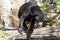 Resting, with large claws, Malayan sun bear, Helarctos malayanus