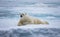 Resting, large, male polar bear looks for prey