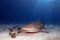 Resting Lemon Shark