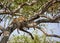 Resting leopard in acatia tree in Africa