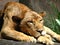 Resting Lioness