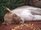 Resting lioness