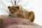 Resting Lioness