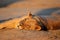 Resting lioness, Kalahari