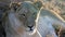 Resting lioness, Krueger National Park