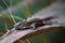 Resting lizard on agave leaf