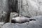 Resting long nose fur seal