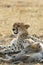 The resting Malaika and family, Masai Mara