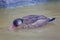 Resting male Brazilian Teal or Brazilian Duck, Amazonetta brasiliensis