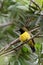 Resting Male Olive-backed Sunbird