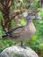 Resting Mallard