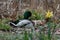 Resting mallard duck near pond