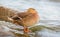 Resting Mallard female duck