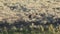 Resting mother grizzly bear and cubs in the lamar valley of yellowstone