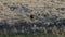 A resting mother grizzly bear looks up and around in yellowstone