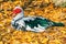 Resting Muscovy Duck
