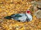 Resting Muscovy Duck