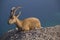 Resting Nubain ibex near Ein Gedi, Dead Sea, Israel