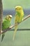 Resting Pair of Budgies Sitting Together in a Tree