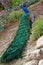 Resting Peacock in Parque De La Paloma, Benalmadena, Spain