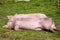 Resting pigs in the grass