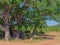 A resting place under the big old oak tree in the Dalmatian hinterland